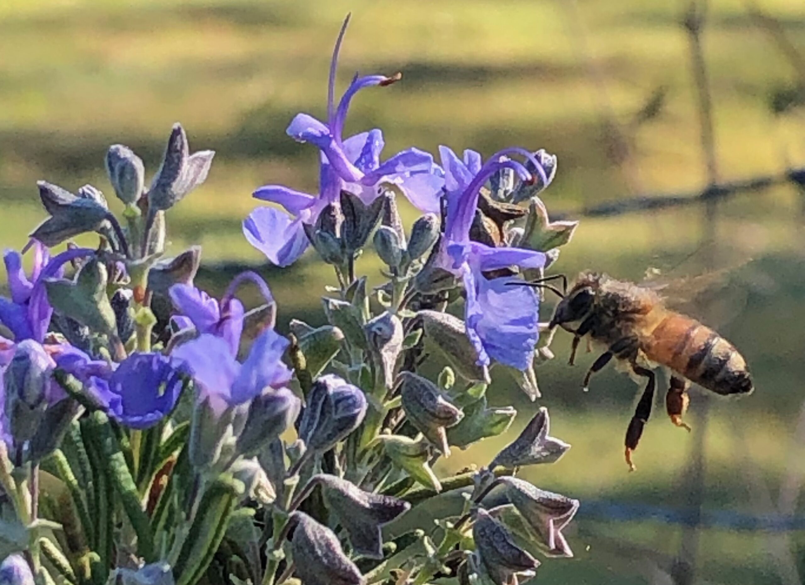 Rosemary and bee